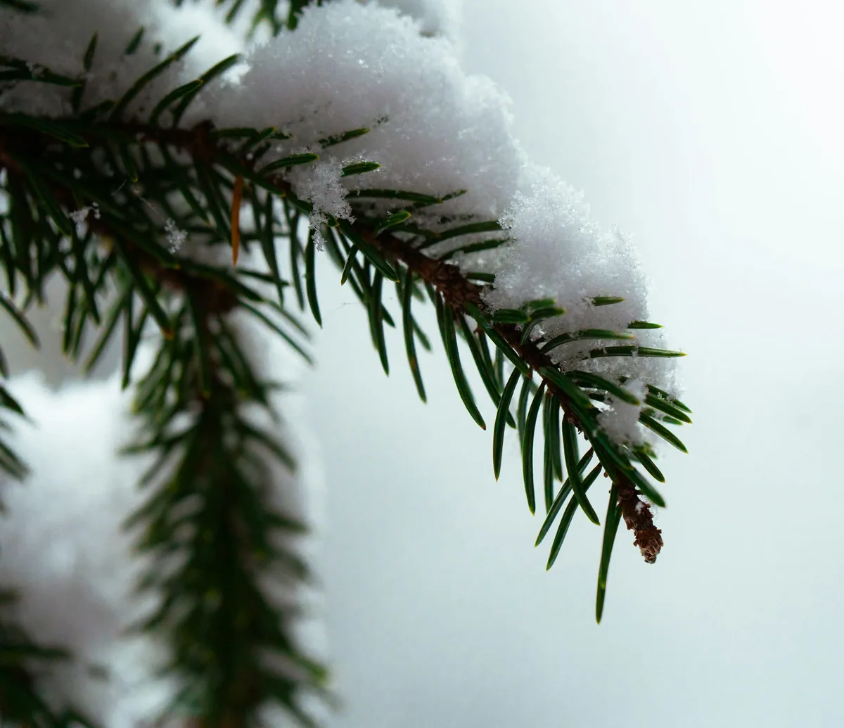 Galho de pinheiro coberto de neve em fotografia editorial; não representa um produto da Mandala